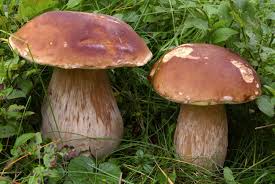 Dopo il controllo del Micologo, solo funghi sicuri e buoni